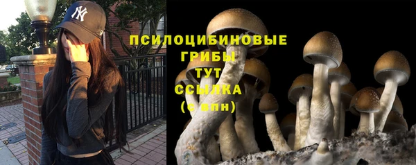 прущие грибы Абинск
